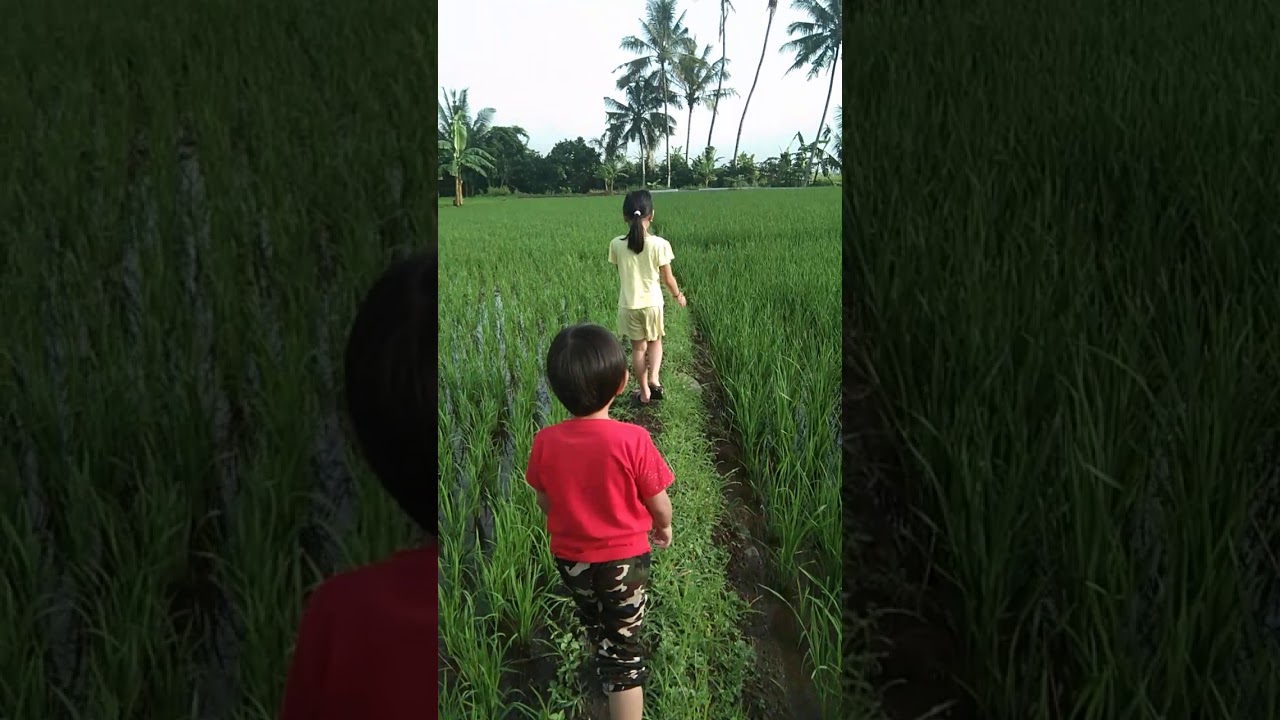 Sawah hijau 