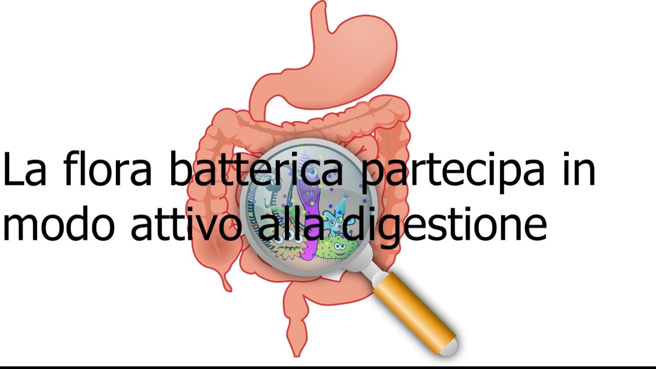 La flora batterica intestinale cos'è e a cosa serve? YouTube La flora batterica intestinale cos'è e a cosa serve? YouTube