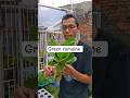menanam selada hidroponik #janurinurhidayat #berkebun