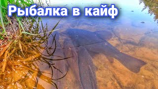 видео: Рыбалка на Линя | Ловля Линя на Боковой кивок | Лучшая прикормка на Линя картинка: Рыбалка на Линя | Ловля Линя на Боковой кивок | Лучшая прикормка на Линя