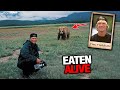 Grizzly bear horribly mauled timothy treadwell alive on camera