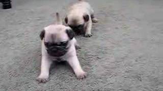 Pug Puppies 4 Weeks Old