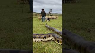 Shepherd, Hero Dog , Vs. Giant Anaconda Unbelievable Rescue