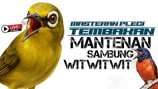 🔴 LIVE Masteran Pleci Tembakan Mantenan Sambung Witwitwit