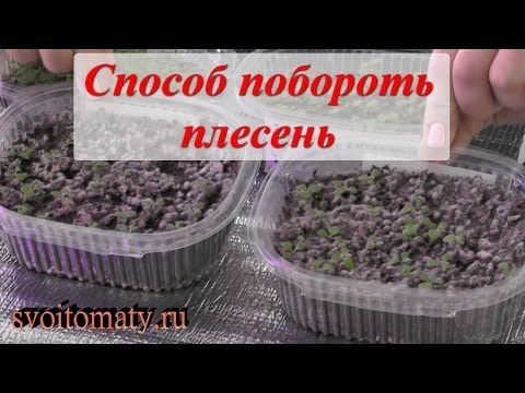 Быстрый способ побороть плесень  при выращивании рассады