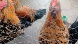 Practical Chicken Coop Designs and Plans Even Your Hens Will Love by Animals & Pets 15 views 5 years ago 4 minutes, 33 seconds