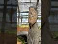 今日のおはようふたば(2026.5.20)【掛川花鳥園公式】