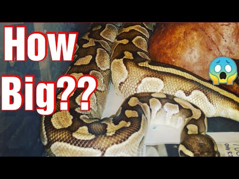 How big do ball pythons get - YouTube
