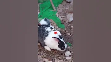 تربية أرانب اب وإبن يشبه ابوه ماشا الله 