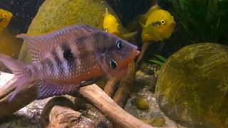 Herotilapia Multispinosa Defending