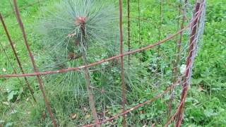 My Backyard Tree Nursery | Growing Pine Trees