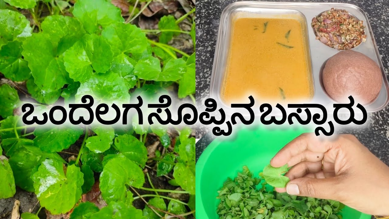 ನೆನಪಿನ ಶಕ್ತಿ ಹೆಚ್ಚಿಸುವ ಒಂದೆಲಗ ಸೊಪ್ಪಿನ ಬಸ್ಸಾರು ಮತ್ತು ಪಲ್ಯ | Brahmi Leaves Bassaru in Kannada |viral 