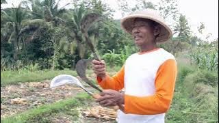 Tes Arit Langsung Sama Masternya |Ramane Ngarit @tukangpangon