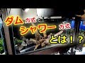 ダム方式とシャワー方式の実力とは！？コリドラス水槽立ち上げ上部フィルター