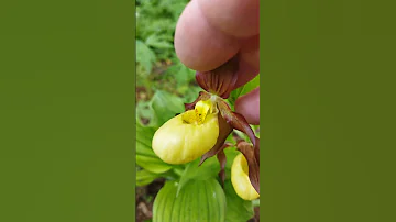 Венерин башмачок настоящий - Cypripedium calceolus 26.05.23