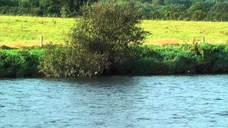 Peche de la truite et du saumon en Irlande sur la rivière Suir.