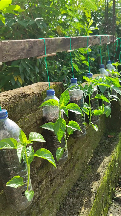 Tanam cabai rawit di botol plastik bekas. #gardeningtips #berkebun #visitani