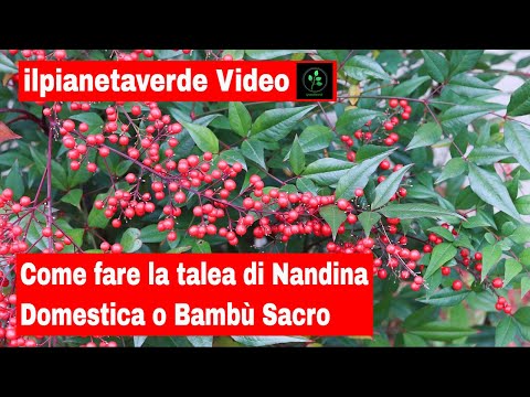 Video: Potare le piante di bambù celeste - Scopri quando e come potare gli arbusti di Nandina