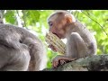 Cute Baby Monkey - Baby Monkey Playing And Eating Food