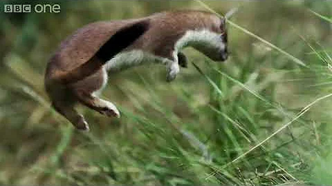 Life - Stoat kills rabbit ten times its size