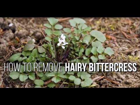 Video: Hairy Bittercress Weed - Hva er hårete Bittercress og hvordan kontrollere det