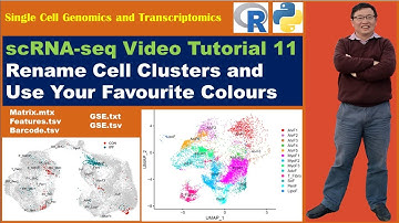 Seurat Video Tutorials--Video 11: Rename Cell Clusters and Use Your Favourite Colours