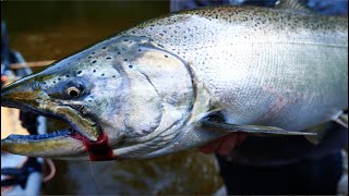 RIVER and OFFSHORE Salmon Fishing. THE FLIP