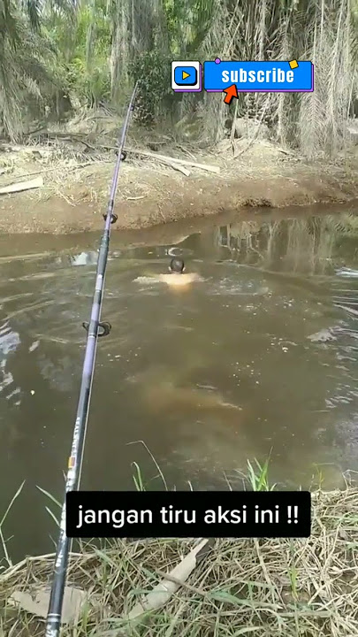 CERITA MANCING | BUAYA | BERANI BETUL BRADER NI