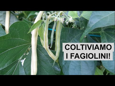 Video: Coltivare i fagiolini: come piantare i fagiolini in giardino