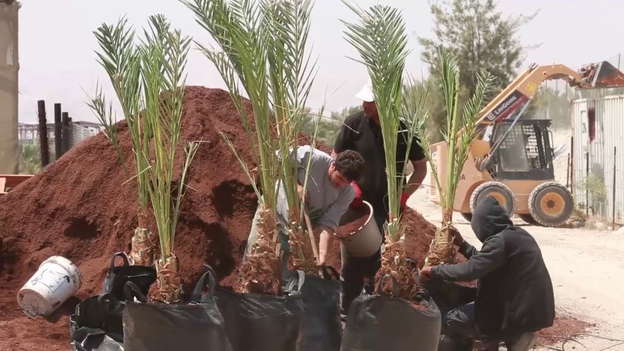 مقطع صوتي... نصائح حول قلع وغرس الفسائل/عامر العويسي