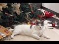 Gatos en Navidad - la navidad no sería igual sin gatos...