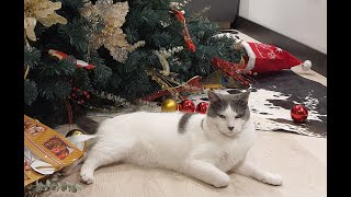 Gatos en Navidad - la navidad no sería igual sin gatos...