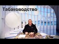 Новые сорта Табака на следующий сезон - от Табакевича.