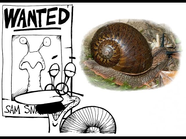 Dr. John Stanisic's Snail Tales class=