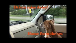 Test drive 2011-2012 pov Ford Escape limited driving miss daisy