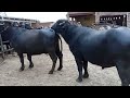 Buffalo breedar bull  buffalos meeting  animal meeting