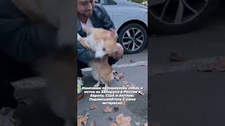 #перевозкаживотных в Европу из Беларуси России. Более 1000 доставленых животных по всему миру