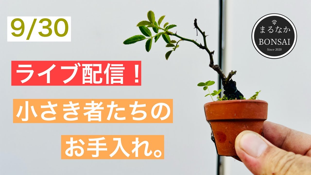 106 小さき者たちのお手入れ{ミニ盆栽} - YouTube