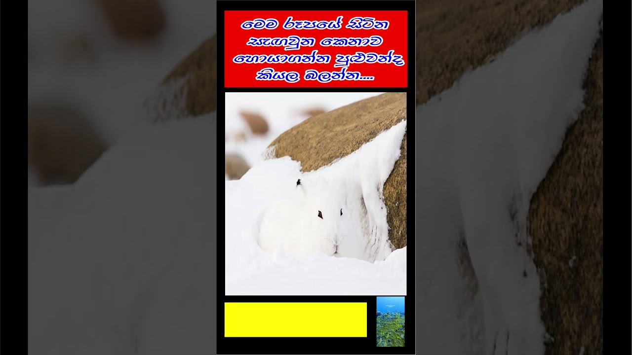 Find The Animal 🤔🤔🤔 මෙහි සිටින කෙනාව සොයමු 