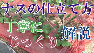 ナスの仕立て方をゆ～っくり丁寧に解説