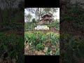 pondok kayu #kopi #perkebunan #pertanian