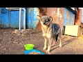 Scared stray dog couldnt believe all this food is for her