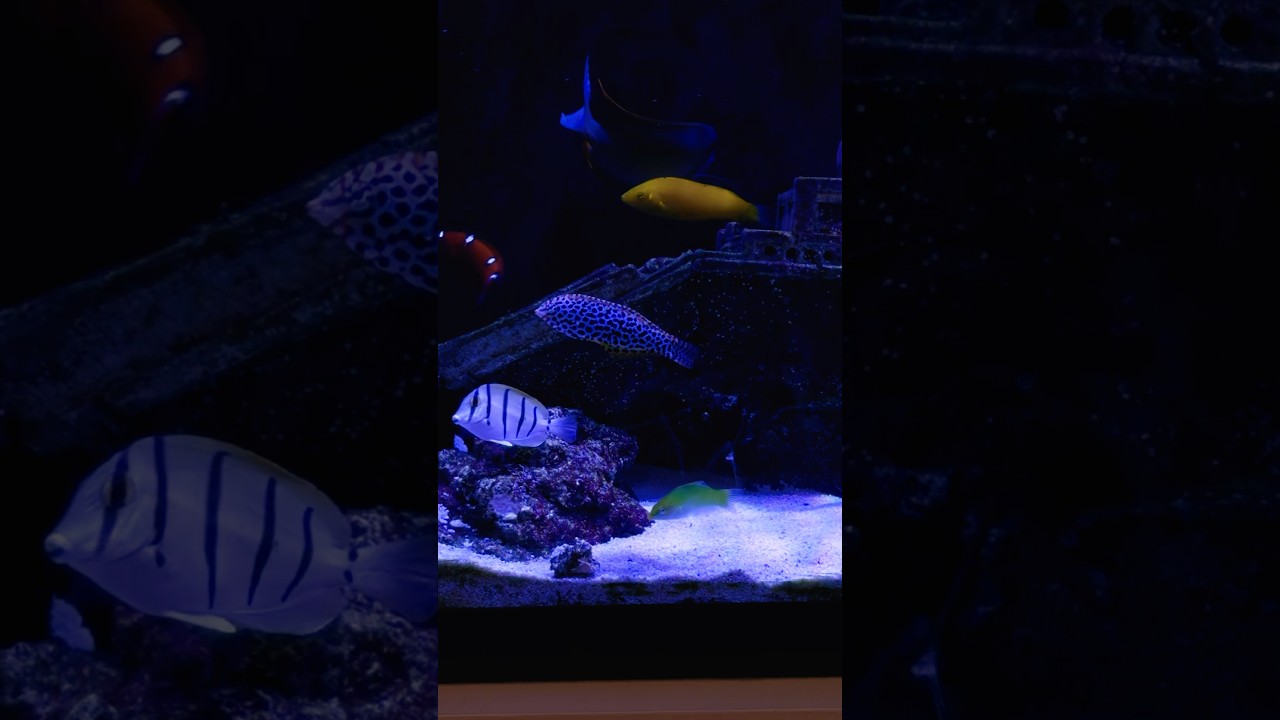 Leopard Male Wrasse - very happy 