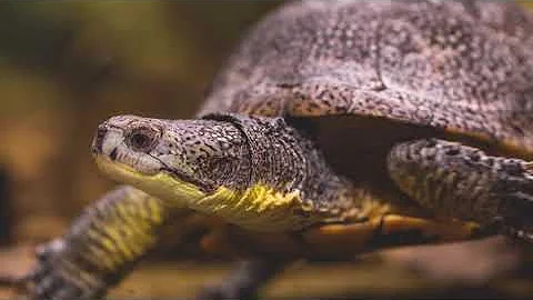 Blanding's Turtles Head Start Project | Toledo Zoo...