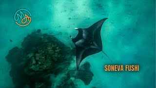 видео: SONEVA FUSHI. Инспекция отеля на Мальдивах картинка: SONEVA FUSHI. Инспекция отеля на Мальдивах