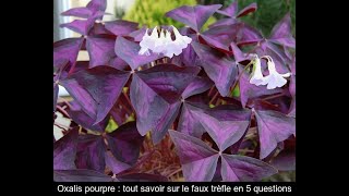 Oxalis triangularis - Trèfle pourpre