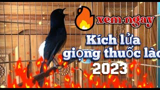 Kích lửa cho chim choè lửa,shama bird