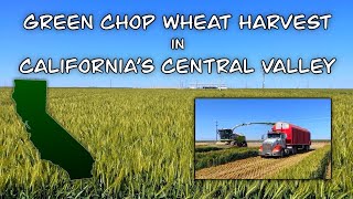 Green Chop Wheat Harvest In California's Central Valley