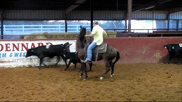 XL Smart Zeus - sorting with beginner rider 10-5-11 - Valley View Ranch