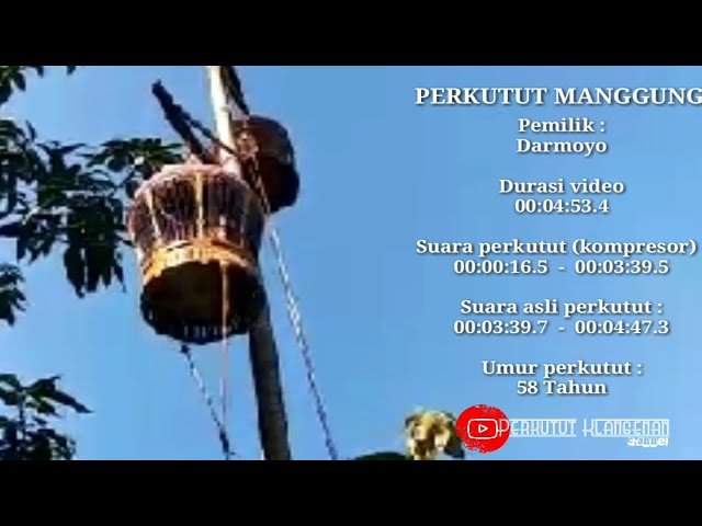 Suara Perkutut Umur 48 Tahun | Perkutut Sepuh | Perkutut Umur Tua | Perkutut usia tua manggung class=